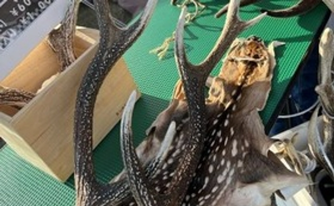 信州の狩女が捕獲、解体した信州産鹿の角１対または腹子の毛皮
