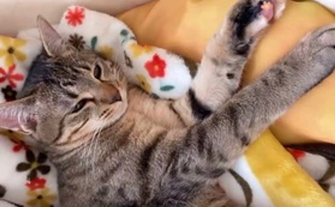 なつ応援コース(500円)