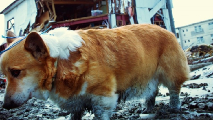 震災で離ればなれの飼い主と犬猫を守るシェルターを造りたい！