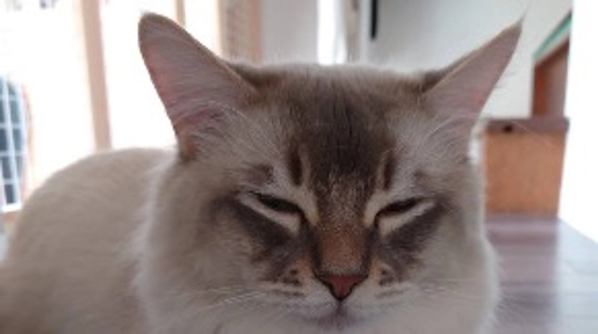 代理支援、反映致しました🙇