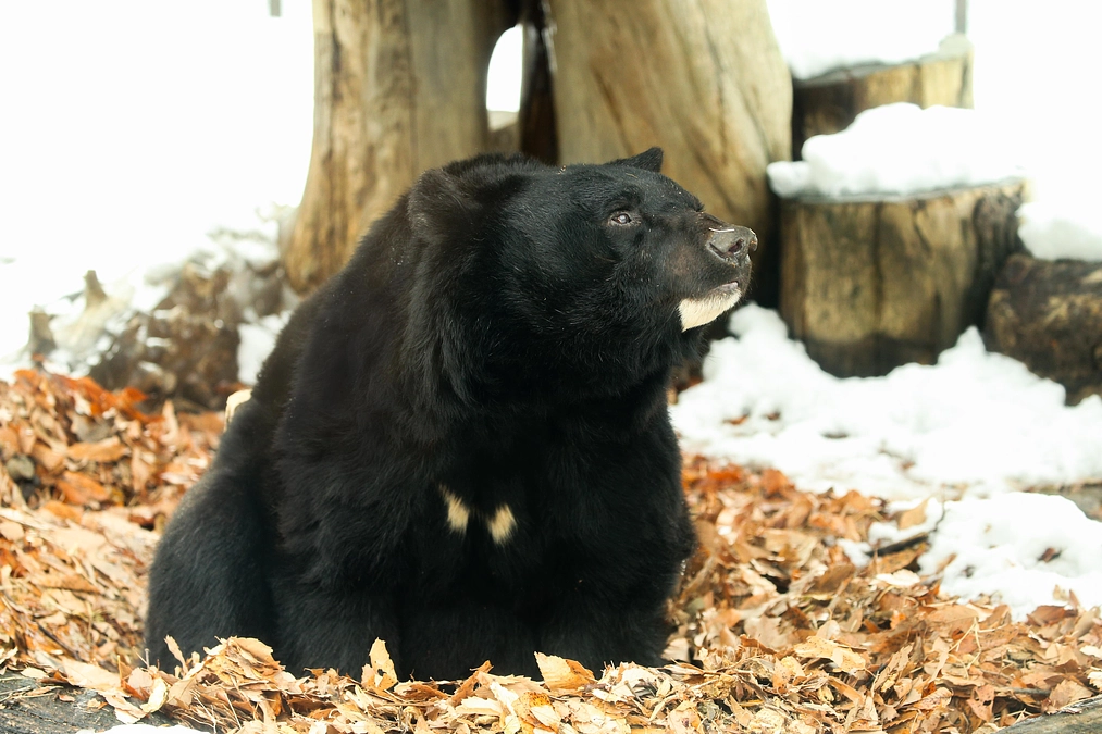 2月6日(火) 進捗報告・動物紹介～雪の日の動物たちの様子～