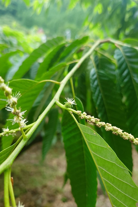 ご支援への感謝と栗の生育状況