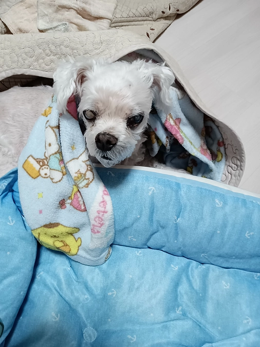 関節炎再燃しました