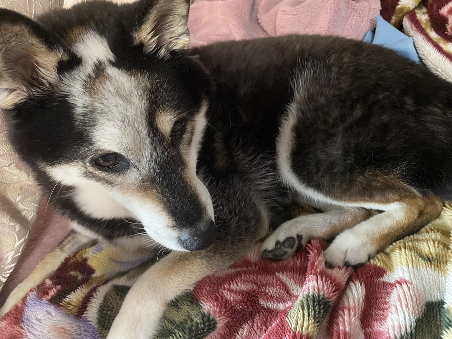 抗がん剤の副作用が強い