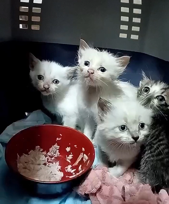 このプロジェクトを始める前の５月にも...