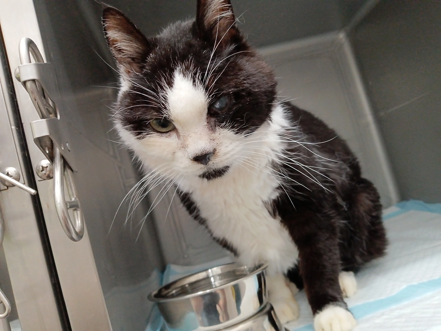 術後３日目。ケージの中、すたすた歩きました！