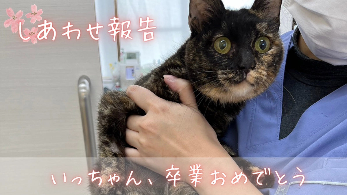 【あと3日！】いっちゃんが卒業いたしました🌸