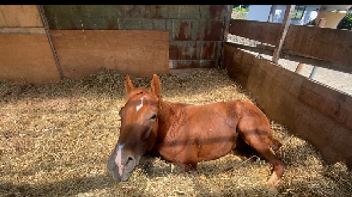 残り日数3日となりました。