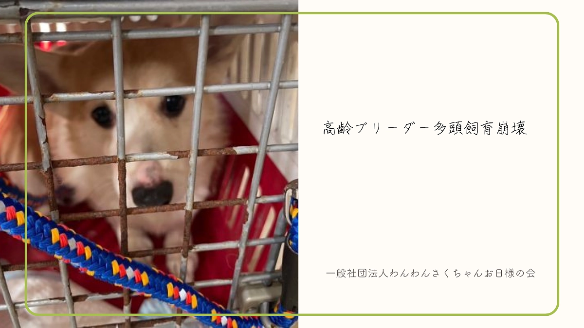過去の使途の一例をご紹介：高齢ブリーダー多頭飼育崩壊（一般社団法人　わんわんさくちゃんお日様の会）
