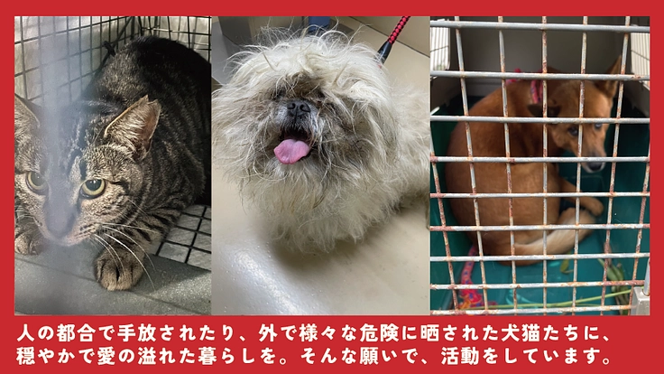 貰い手の少ない中・大型犬を救うために。活動継続と施設拡大にご支援を 3枚目