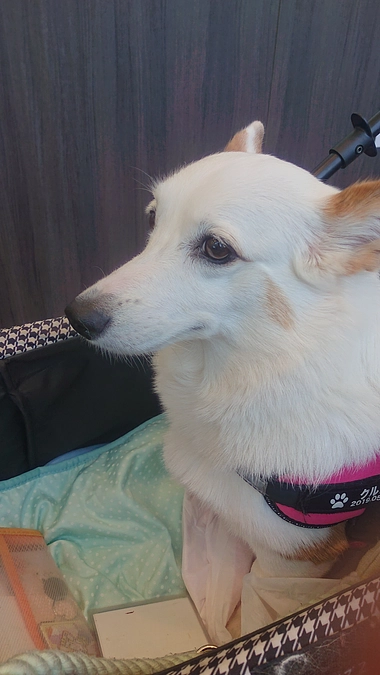 クルミリンパ腫治療