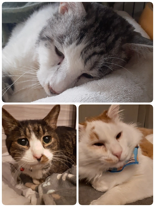 【もなか君】【ぎん君】の医療についてと【つきまろ君】の投薬について