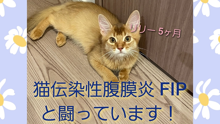 5か月の子猫 猫伝染性腹膜炎FIPの治療にお力お貸し下さい