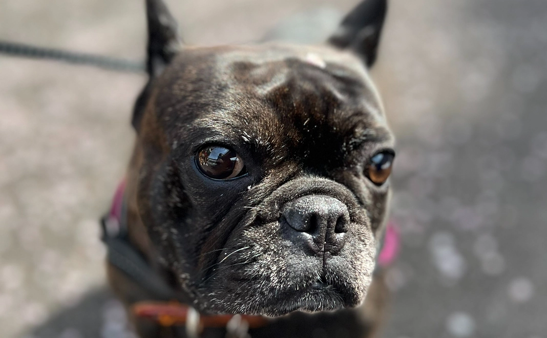 感謝のメールと経過の写真送付（2,000円）