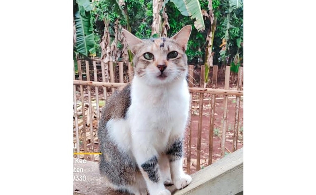 【リターン不要な方向け】インドネシアのねこちゃんいつも幸せなコース