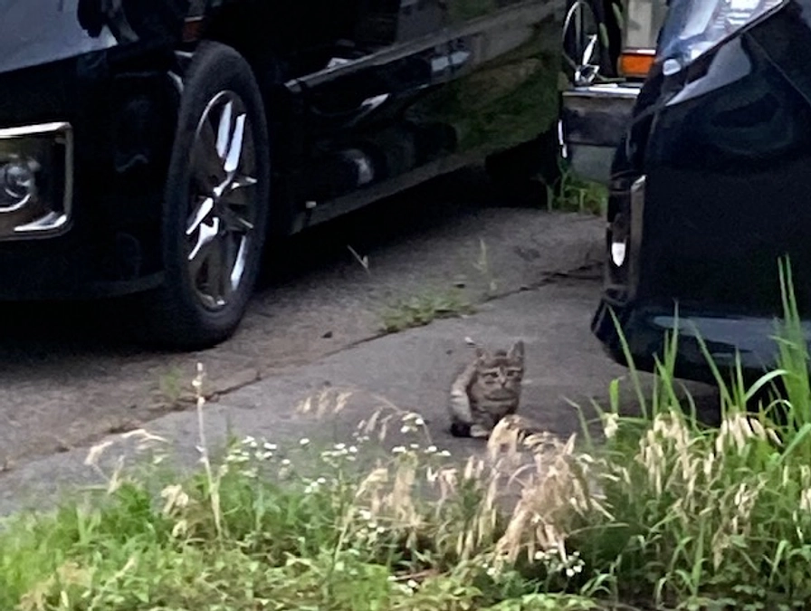 仔猫はどこへ？&　mさんの現場のミケまま