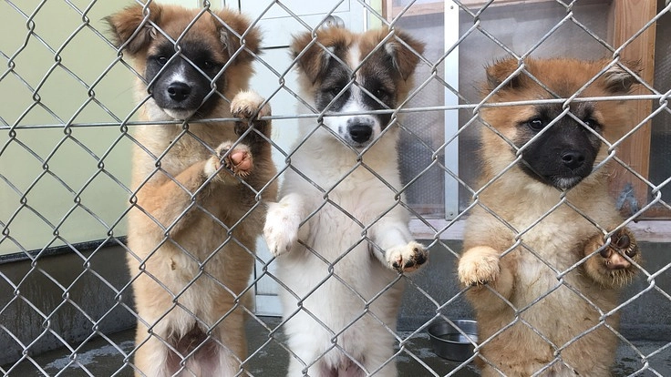 諦めていい命などない。福岡のシェルターを拡充し、救える命を増やす！