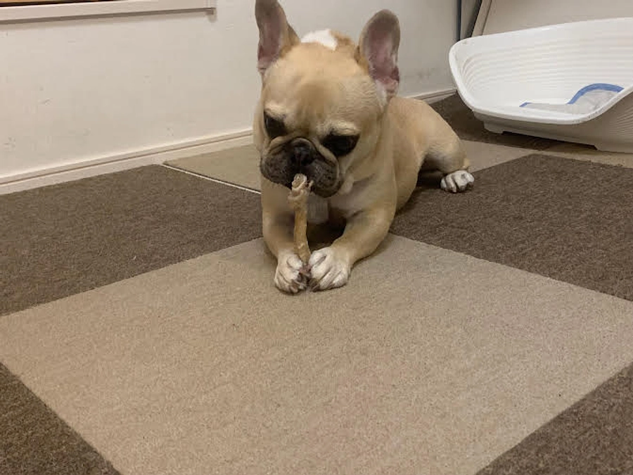 ちくわの闘病日記⑰