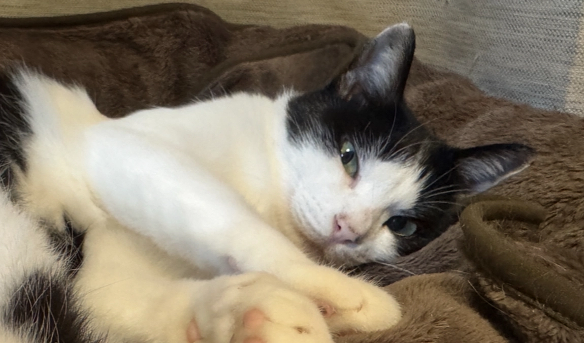 アテネのフード切り替え