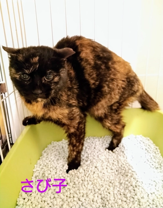 続々と ずっとのお家が決まりました