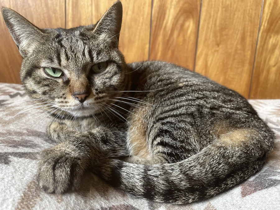 ありがとうございます！