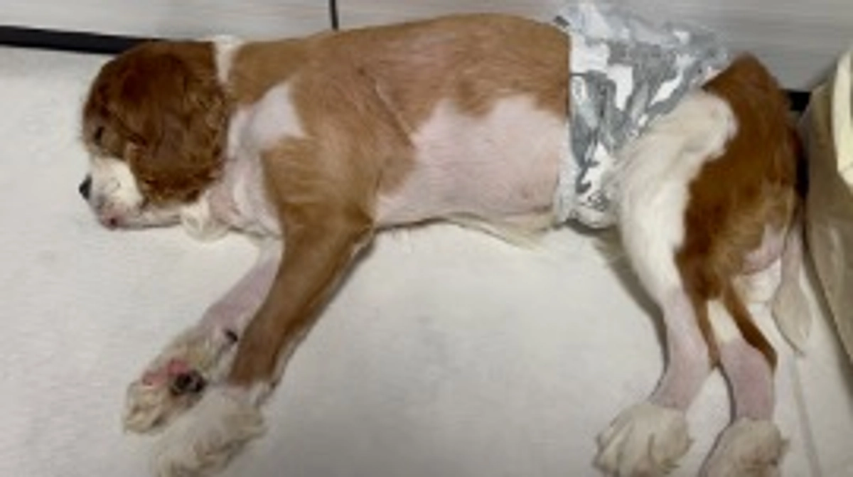 今日もルイは穏やかです✨