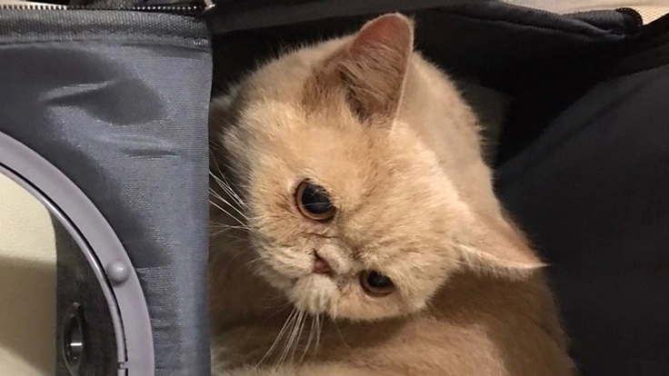 免疫介在性溶血性貧血と腎不全で治療中のゆかりにご支援お願致します。