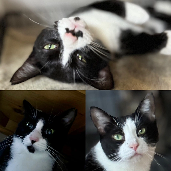 新しい家族募集中の白黒３兄弟