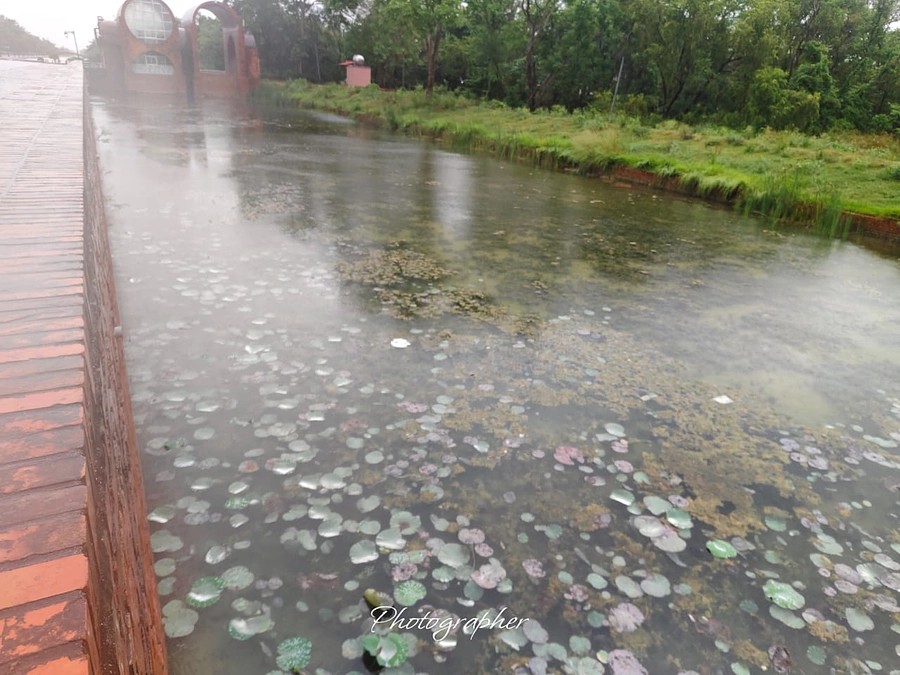 現地からの報告　蓮がスクスク