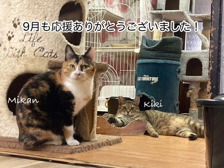 継続寄付8月分のご報告と9月の収支報告