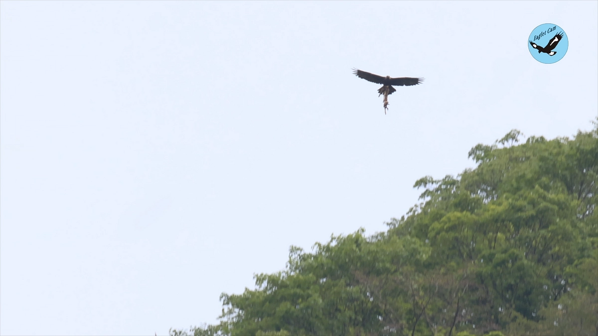 伊吹山のイヌワシ繁殖状況2024年5月30日