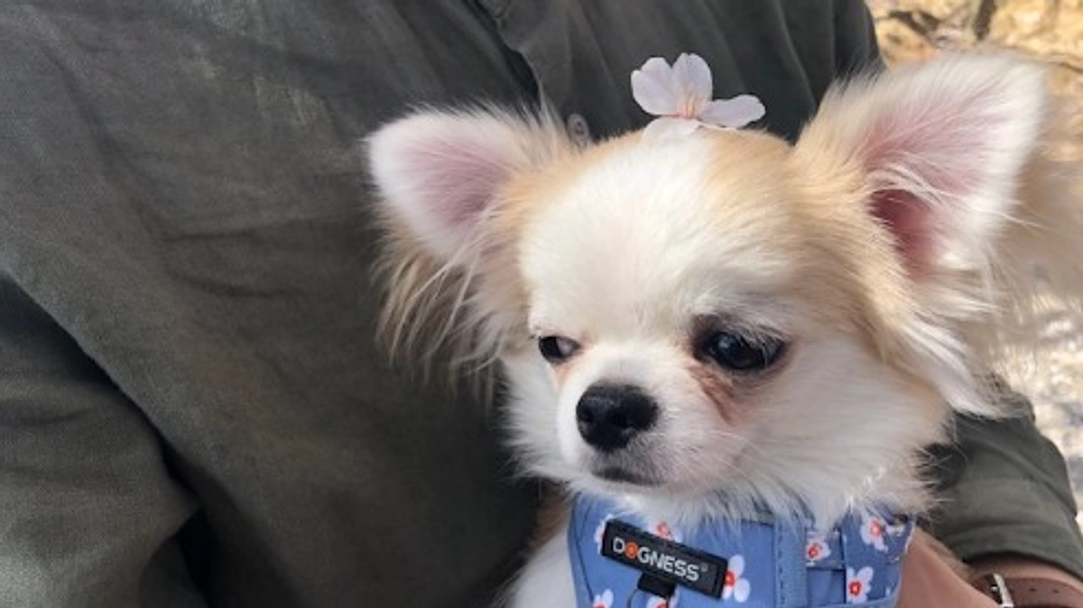 ”術後の経過報告⑥”です。