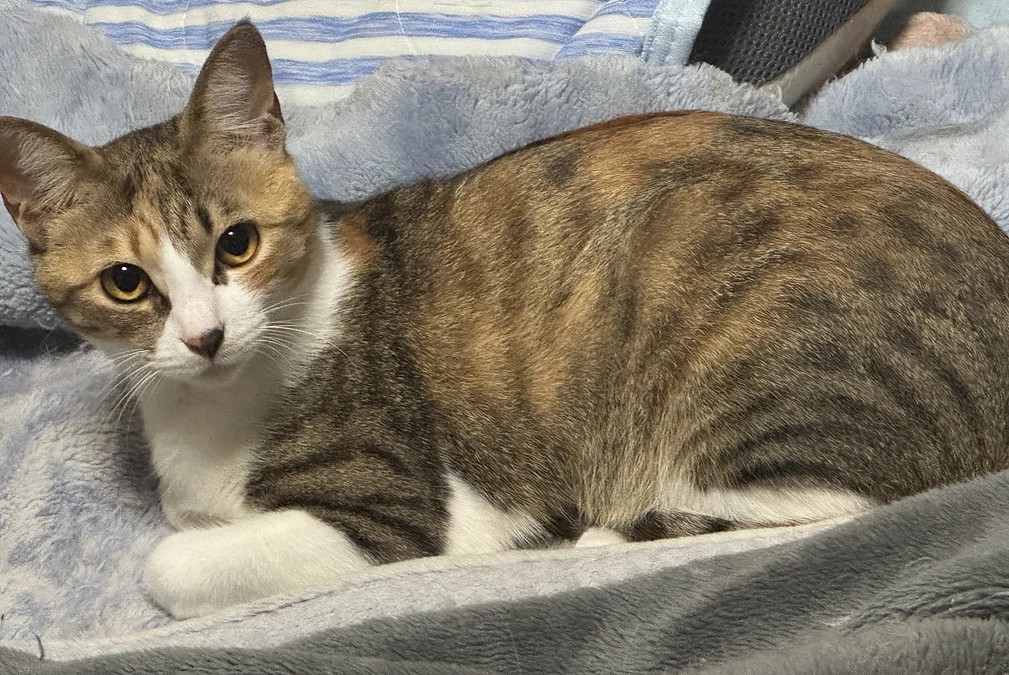 《21匹目》暴れん坊3兄妹チョコちゃん【猫紹介】