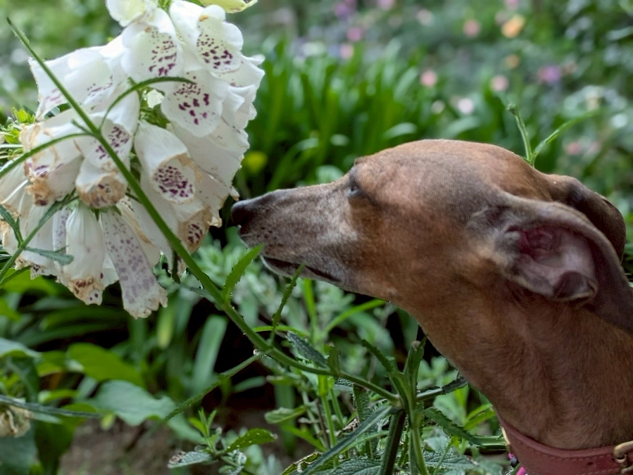 思いが届きます様に！！終了迄2週間を切りました