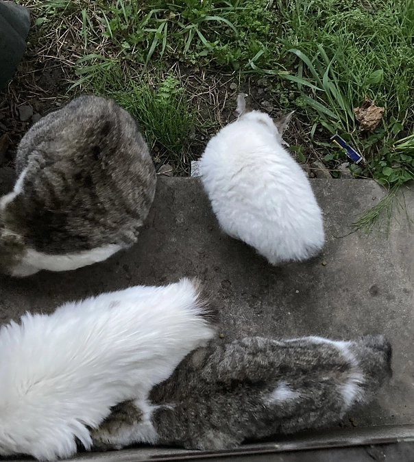 朝は4匹窓を叩きに来ます