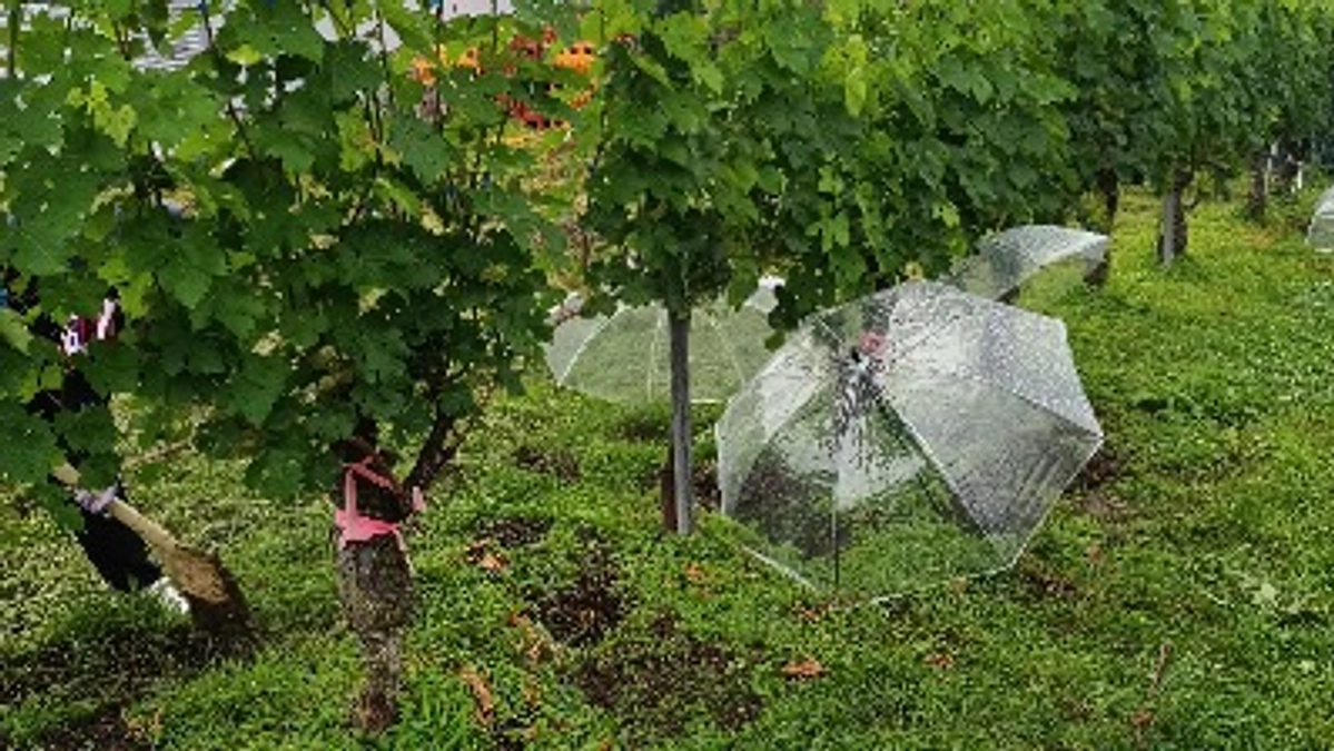 ブドウ畑の“土”を見える化！？