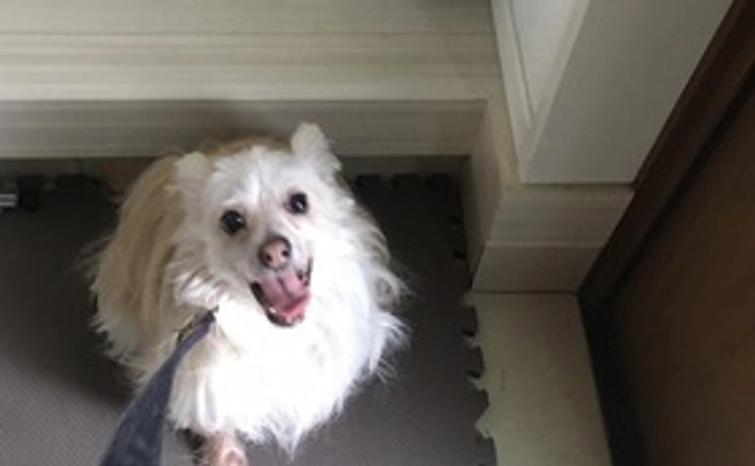 お礼のメール（モグの写真付き）