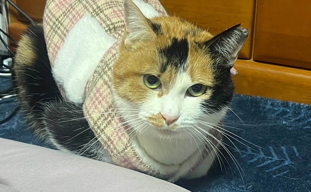 ご支援ありがとうのメール＆ふくまる通信