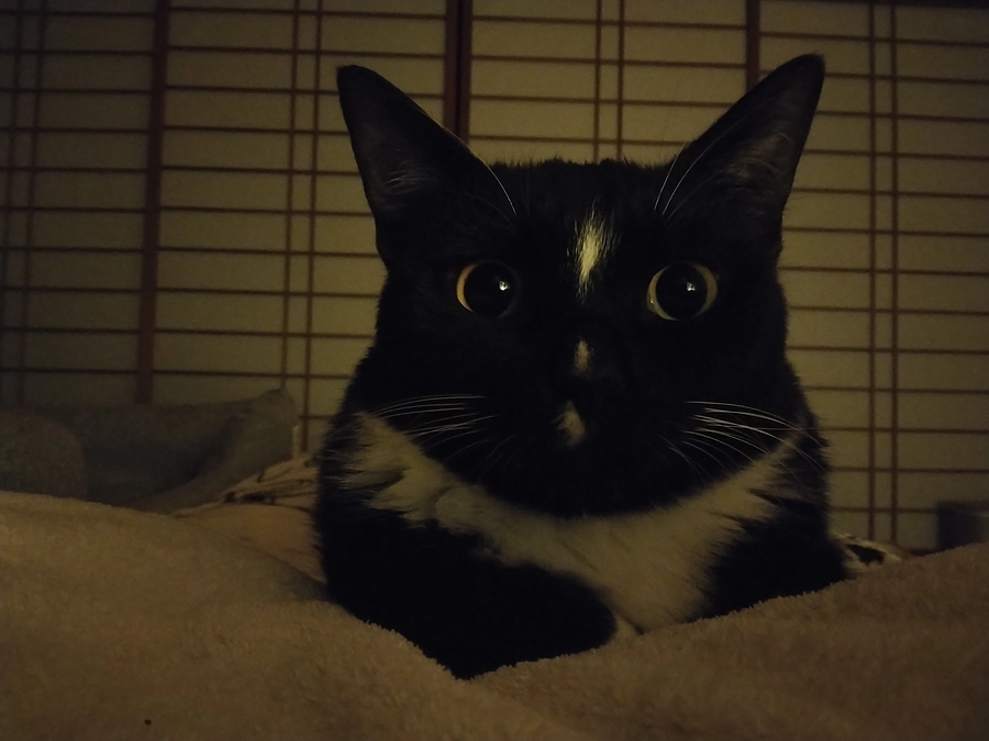 5/24はなちゃんの様子(発作あり)