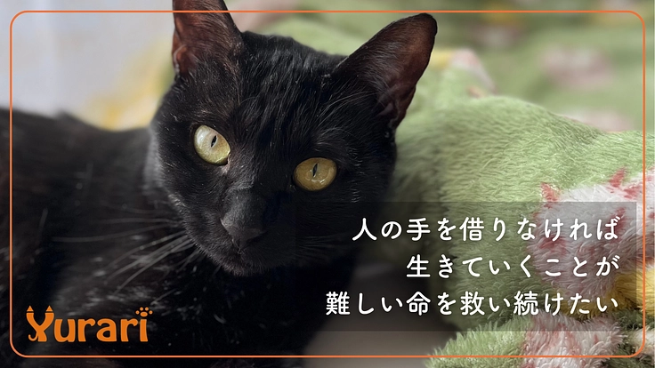 1匹でも多くの猫を幸せにしたい！│東久留米の保護猫活動にご支援を