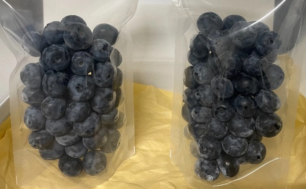 冷凍ブルーベリー250g×2パック