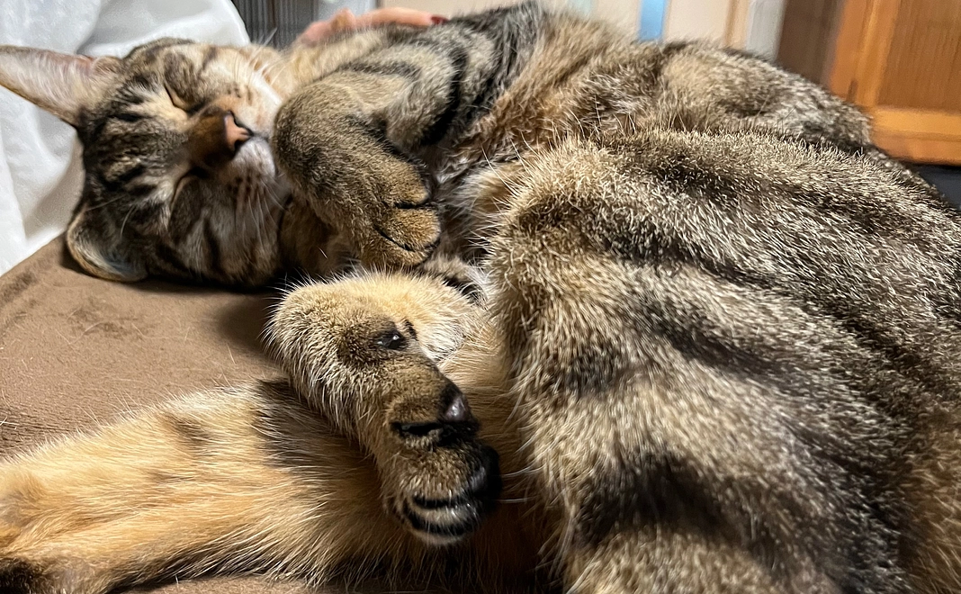 【リターンなし】500円コース