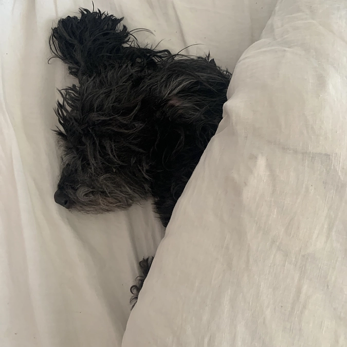 僧帽弁閉鎖不全症