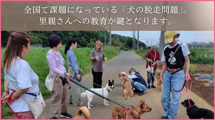 絶望の淵に立つ野犬を救い続けたい！壊れた大型車両の更新にご支援を 3枚目