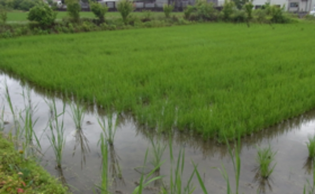 リターン不要の方コース1