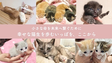 小さな命を、幸せな猫生へ繋ぐために。譲渡型ふれあいハウスの開設へ のトップ画像