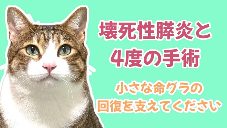 壊死性膵炎で病4度の手術をした猫グラを助けてください