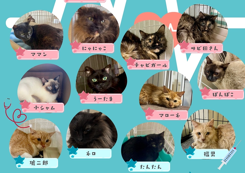 残り2日!!!　 23頭から12頭へ