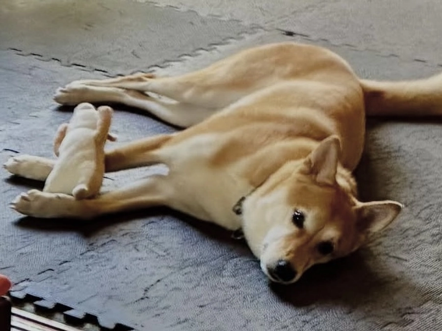 里親さまからのメッセージ　サニーのご家族より
