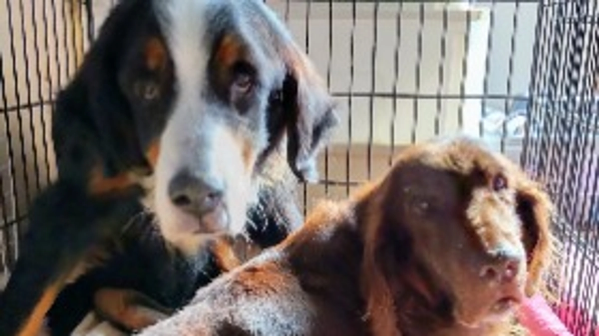 シニア大型犬の介護